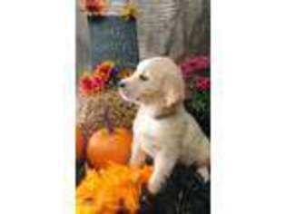 Golden Retriever Puppy for sale in Lowell, MI, USA