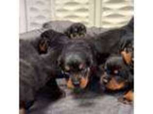 Rottweiler Puppy for sale in Norwalk, CT, USA