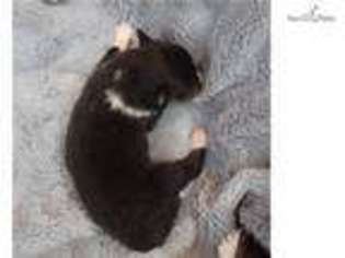 Shetland Sheepdog Puppy for sale in Little Rock, AR, USA