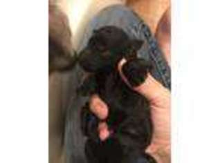 Mutt Puppy for sale in Coalgate, OK, USA