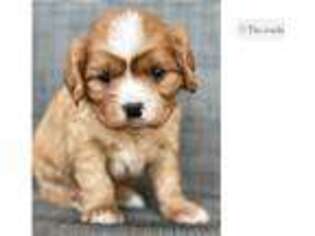 Cavalier King Charles Spaniel Puppy for sale in Joplin, MO, USA