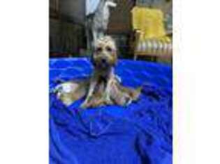 Goldendoodle Puppy for sale in Broken Arrow, OK, USA