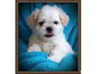 Doberman Pinscher Puppy for sale in CHULA VISTA, CA, USA