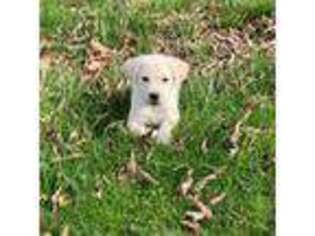 Labrador Retriever Puppy for sale in New Kensington, PA, USA