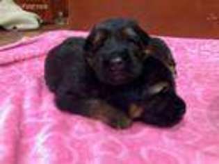 German Shepherd Dog Puppy for sale in Johnstown, OH, USA