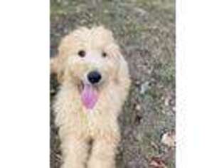 Goldendoodle Puppy for sale in Poplar Bluff, MO, USA