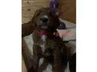 Goldendoodle Puppy for sale in Marion, MI, USA
