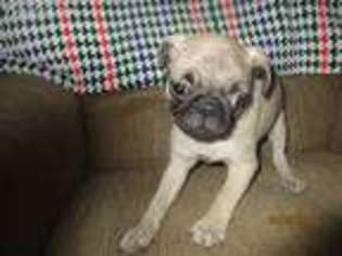 Pug Puppy for sale in Seaman, OH, USA