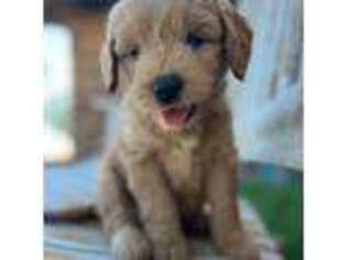 Goldendoodle Puppy for sale in Paducah, TX, USA