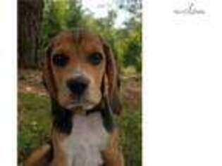 Beagle Puppy for sale in Cincinnati, OH, USA