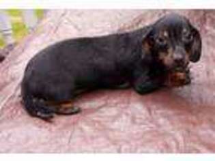 Dachshund Puppy for sale in Montague, NJ, USA