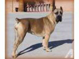 Mastiff Puppy for sale in VERMILION, OH, USA