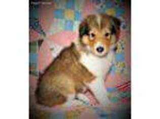 Collie Puppy for sale in Gleason, TN, USA