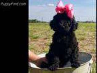Labradoodle Puppy for sale in Venus, TX, USA