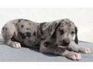 Great Dane Puppy for sale in Laverne, OK, USA