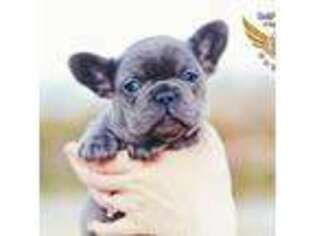 French Bulldog Puppy for sale in Fulton, MO, USA