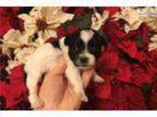 Medium Photo #1 Shorkie Tzu Puppy For Sale in Jacksonville, FL, USA