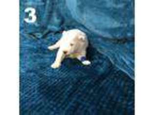 Samoyed Puppy for sale in Brush Prairie, WA, USA