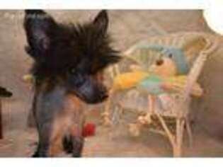 Chinese Crested Puppy for sale in South Lyon, MI, USA