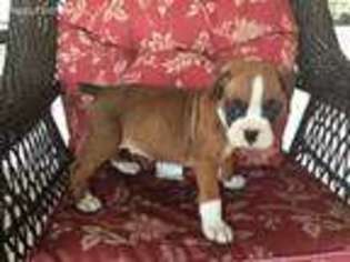 Boxer Puppy for sale in Morehead, KY, USA