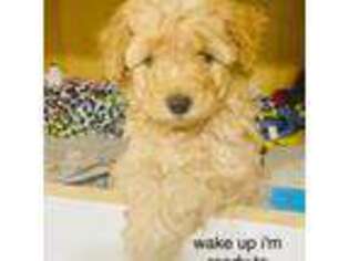 Mutt Puppy for sale in Biloxi, MS, USA