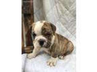 Bulldog Puppy for sale in Hagerhill, KY, USA