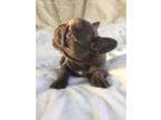 French Bulldog Puppy for sale in Pasadena, CA, USA