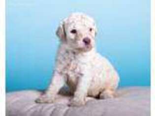 Mutt Puppy for sale in Enterprise, AL, USA