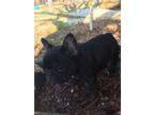 French Bulldog Puppy for sale in Ratcliff, AR, USA