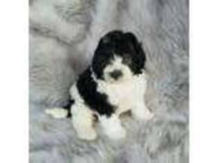 Mutt Puppy for sale in Narvon, PA, USA