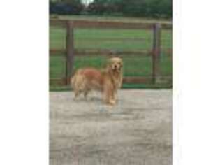 Golden Retriever Puppy for sale in Sanger, TX, USA