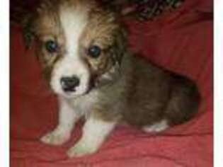 Pembroke Welsh Corgi Puppy for sale in Chillicothe, OH, USA
