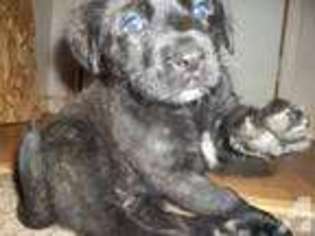 Mastiff Puppy for sale in MANSFIELD, OH, USA