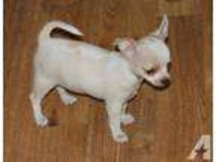Chihuahua Puppy for sale in JAY, OK, USA