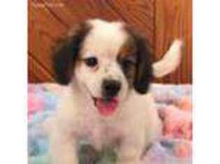 Beagle Puppy for sale in Chattanooga, TN, USA