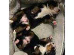 Bernese Mountain Dog Puppy for sale in Pine Island, MN, USA
