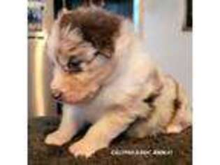 Australian Shepherd Puppy for sale in Malo, WA, USA