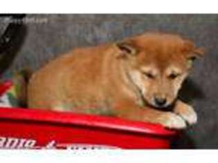 Shiba Inu Puppy for sale in Kendallville, IN, USA