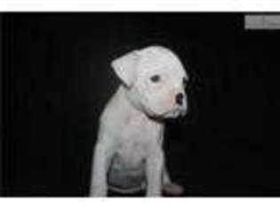 Boxer Puppy for sale in Amarillo, TX, USA