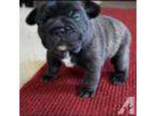 French Bulldog Puppy for sale in DEPOE BAY, OR, USA