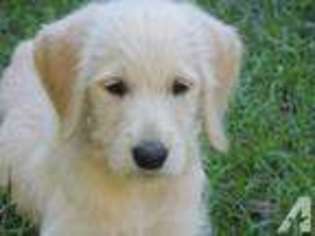 Labradoodle Puppy for sale in TAUNTON, MA, USA