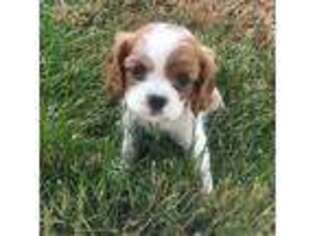 Cavalier King Charles Spaniel Puppy for sale in Fallon, NV, USA