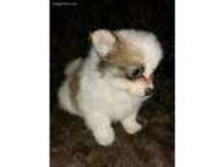 Pomeranian Puppy for sale in Bumpass, VA, USA