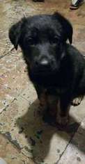 German Shepherd Dog Puppy for sale in BARKER, NY, USA