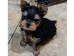 Yorkshire Terrier Puppy for sale in Arvada, CO, USA
