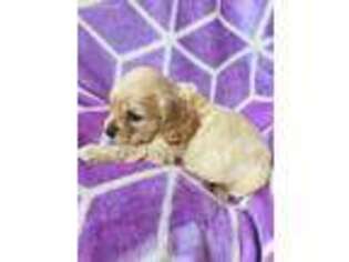 English Cocker Spaniel Puppy for sale in Newburgh, NY, USA