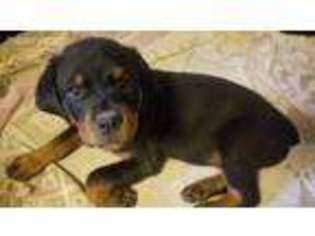 Rottweiler Puppy for sale in Saint Joseph, MI, USA