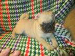 Pug Puppy for sale in Seaman, OH, USA