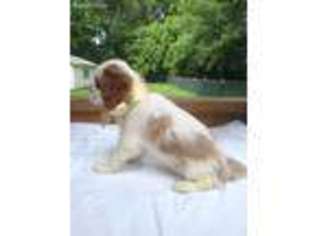 Cavalier King Charles Spaniel Puppy for sale in Salisbury, NC, USA