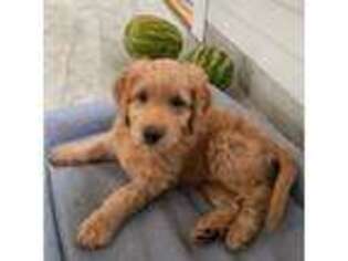 Goldendoodle Puppy for sale in Wareham, MA, USA